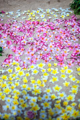 Flower pathway closeup of pink and yellow plumeria flowers for the bride to walk on up to her archway